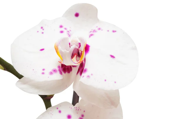 Zweig von Orchideenblüten — Stockfoto