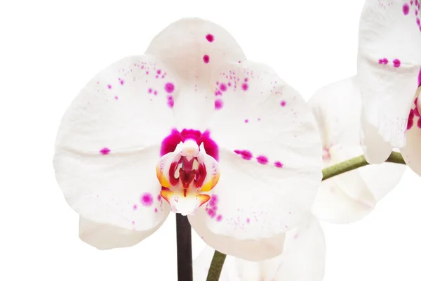 Zweig von Orchideenblüten — Stockfoto