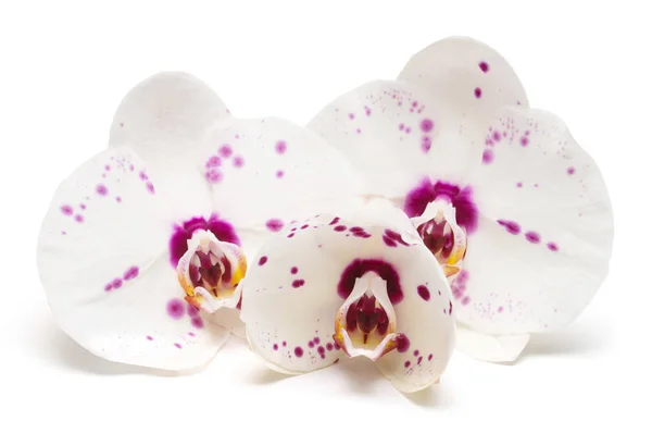 Trzy kwiaty orchidei — Zdjęcie stockowe
