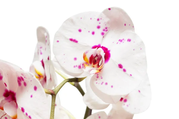 Rama de flores de orquídea — Foto de Stock