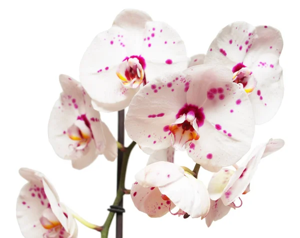 Branch of orchid flowers — Stock Photo, Image