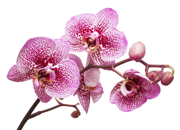 Branche de fleurs d'orchidée — Photo