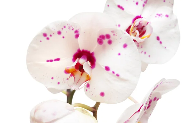 Branch of orchid flowers — Stock Photo, Image