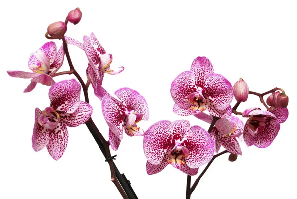 Orchidea virágok ágai — Stock Fotó