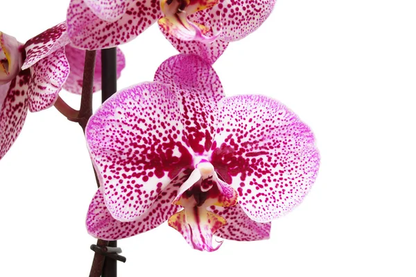 Branch of orchid flowers — Stock Photo, Image