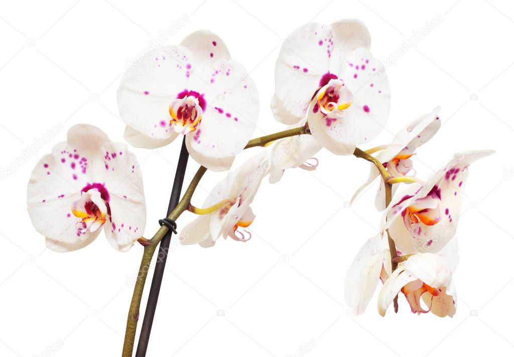 Branch of orchid flowers