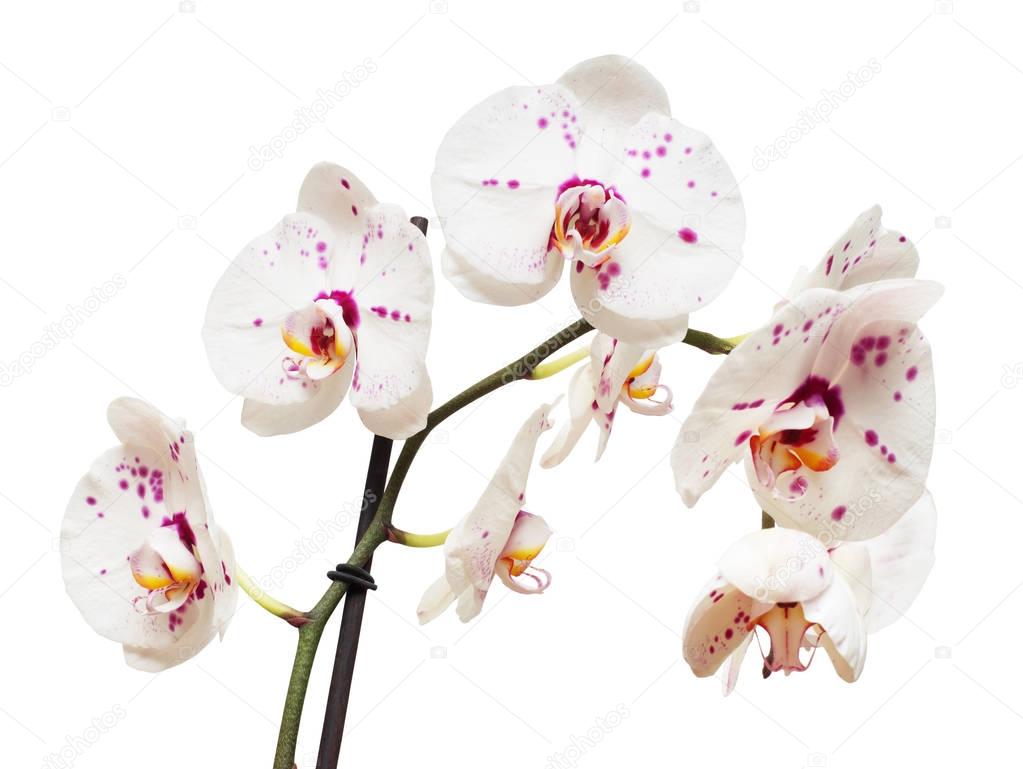 Branch of orchid flowers