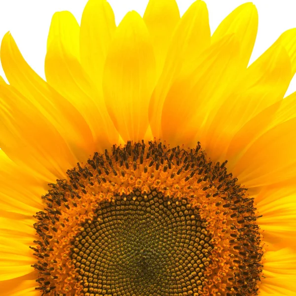 Gyönyörű sárga napraforgó — Stock Fotó