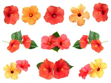 Hibiscus çiçek koleksiyonu 