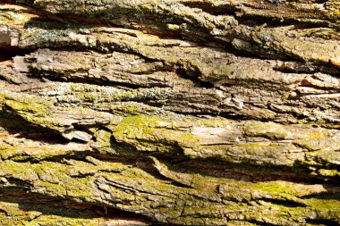 bark of tree closeup clipart