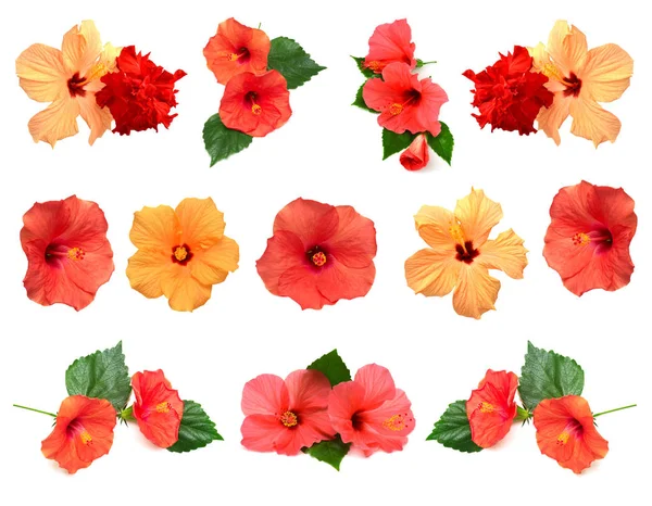 Zbiór kwiatów hibiskusa — Zdjęcie stockowe