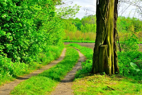 Grande vecchio albero — Foto Stock