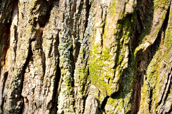 Kora drzewa zbliżenie — Zdjęcie stockowe