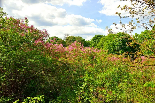Árvore lilás florescente — Fotografia de Stock