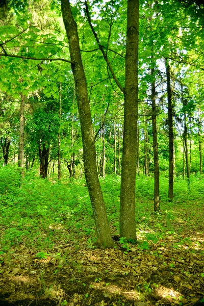 Bellissimo paesaggio forestale — Foto Stock