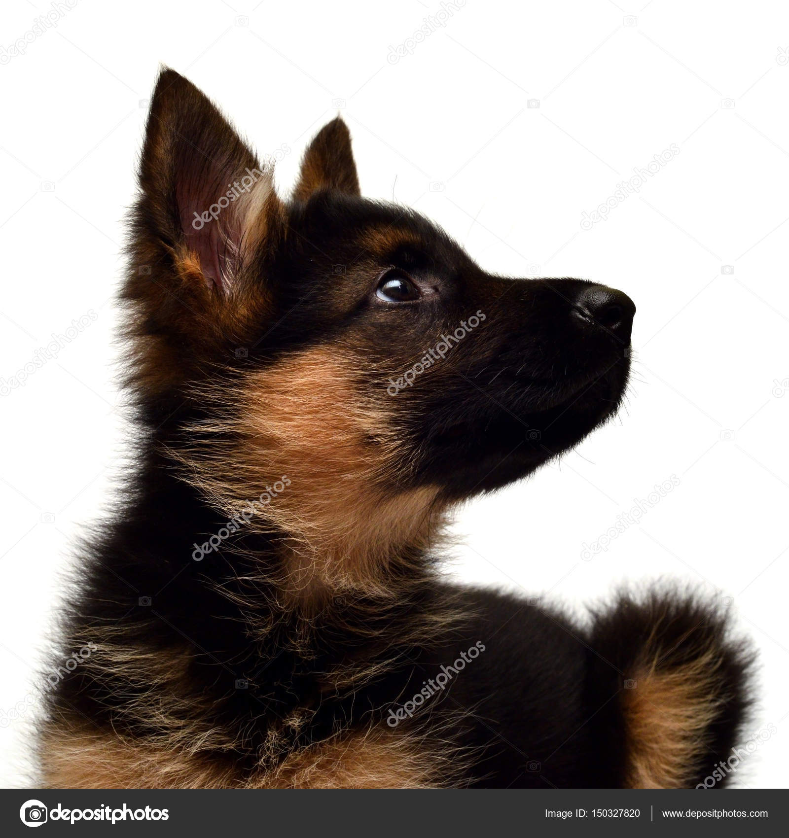 Chiot Mignon Berger Allemand Photographie Ian2010