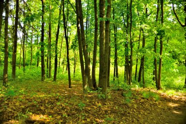 güzel orman manzarası