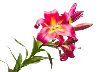  pembe lilyum Şubesi 