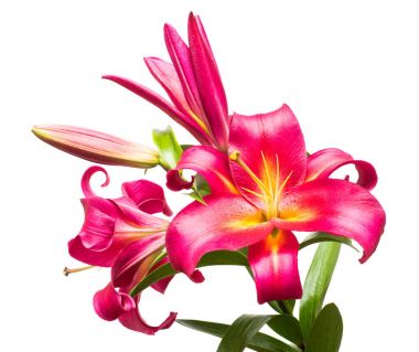  pembe lilyum Şubesi 