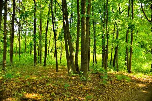 Vackra skogslandskap — Stockfoto