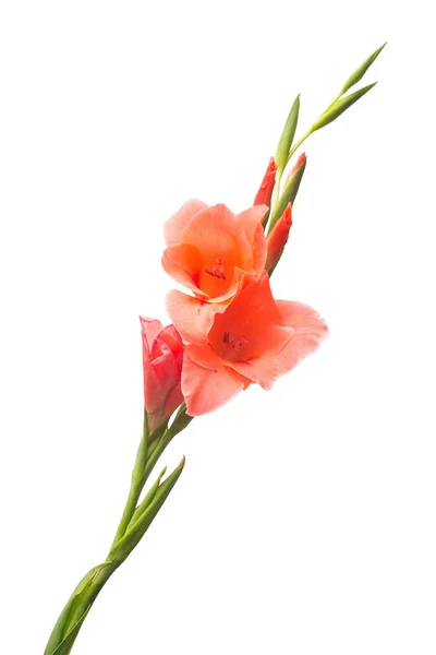 Rosa gladiolus blommor — Stockfoto