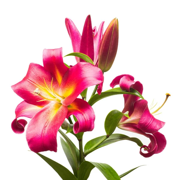 Branch of pink lilies — Stock Photo, Image