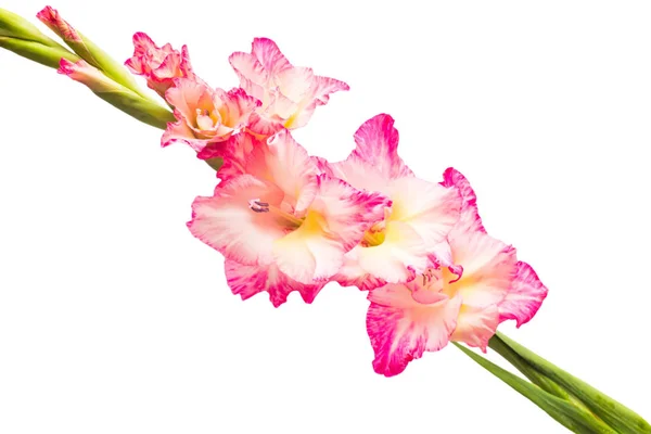 Roze gladiolen bloemen — Stockfoto