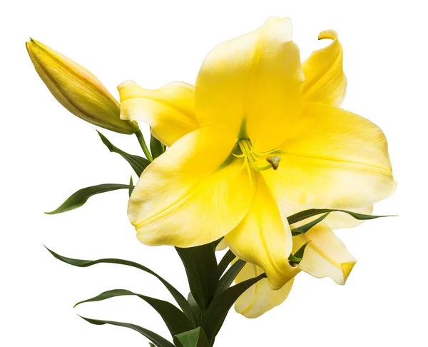 Branch of yellow lilies — Stock Photo, Image