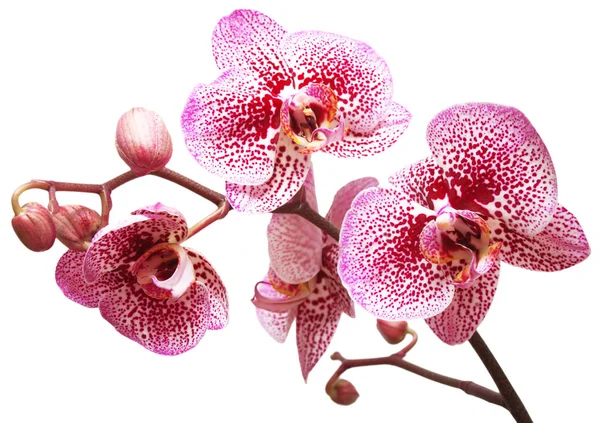 Branch of orchid flowers — Stock Photo, Image