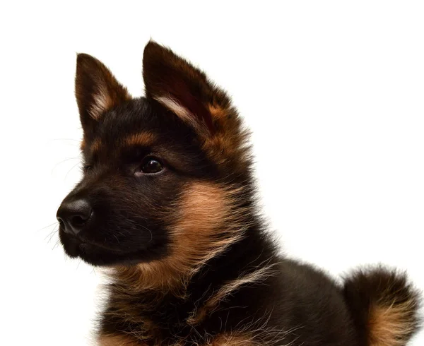 Cute German shepherd puppy — Stock Photo, Image
