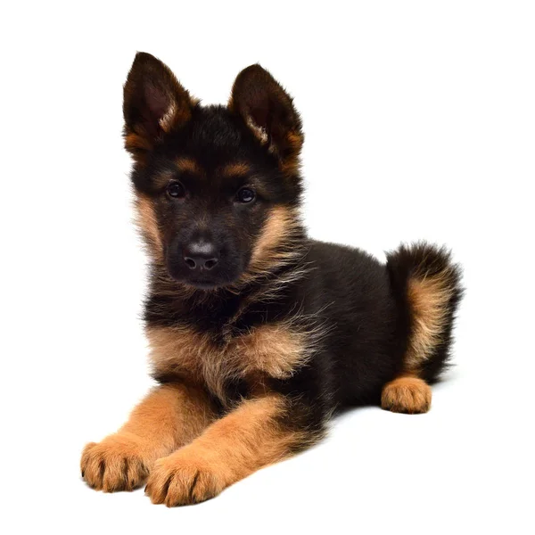 Cute German shepherd puppy — Stock Photo, Image