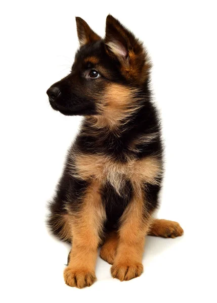 Cute German shepherd puppy — Stock Photo, Image