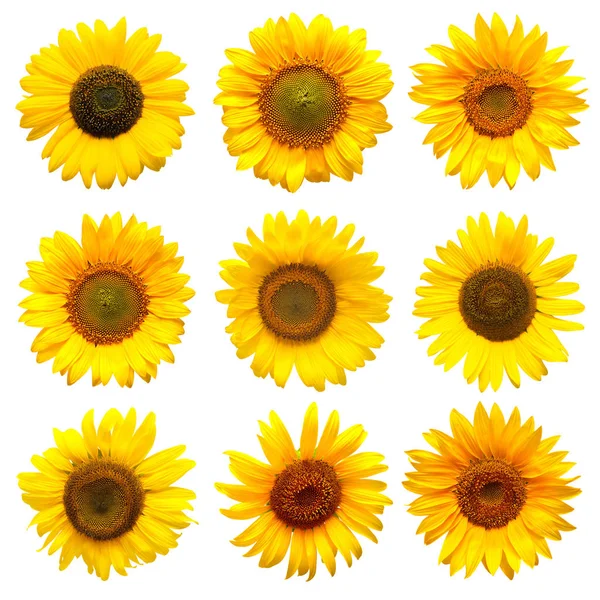Yellow Sunflowers collection — Stock Photo, Image