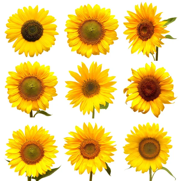 Kollektion gelber Sonnenblumen — Stockfoto