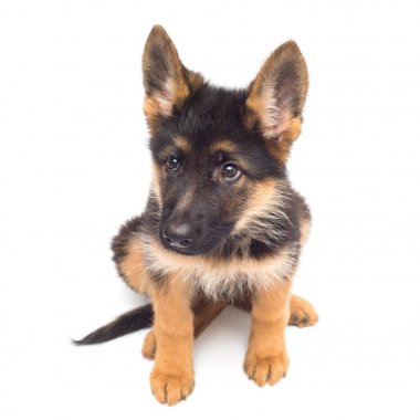 Tatlı Alman çoban köpeği. 