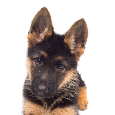 Tatlı Alman çoban köpeği. 