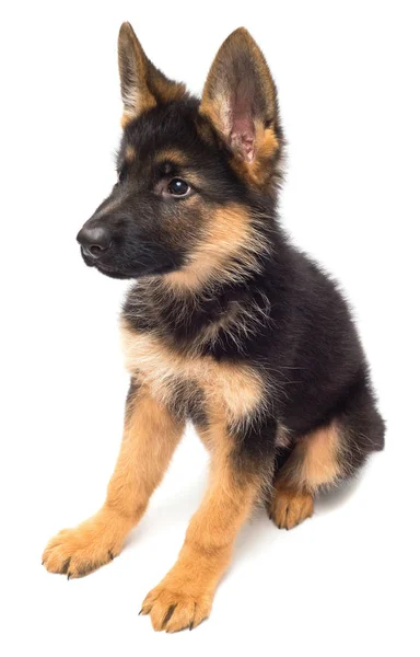 Cute German shepherd puppy — Stock Photo, Image