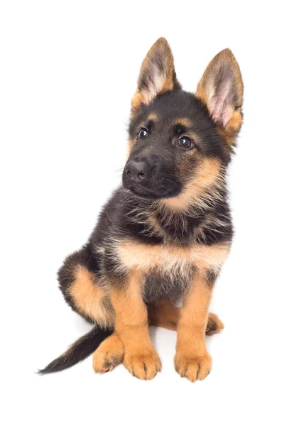 Cachorrinho pastor alemão bonito — Fotografia de Stock
