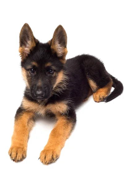 Cute German shepherd puppy — Stock Photo, Image