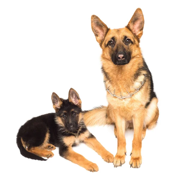 Erwachsener Schäferhund und Welpe — Stockfoto