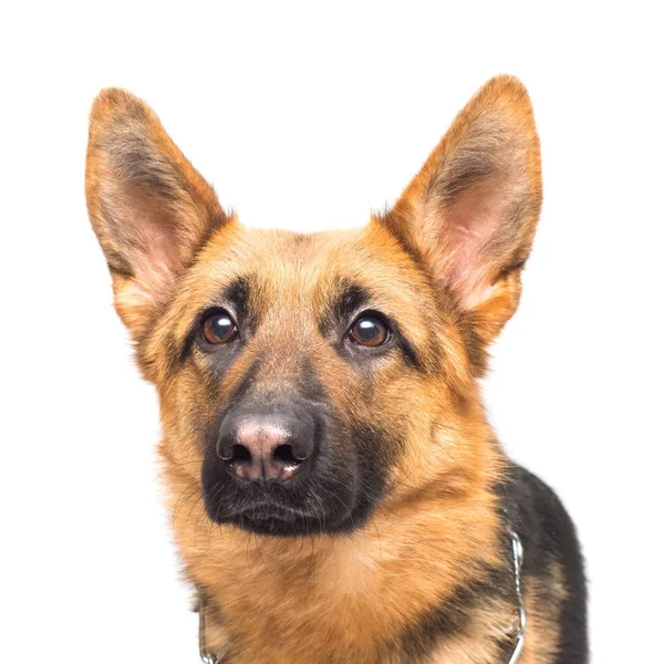 Erwachsener Schäferhund — Stockfoto