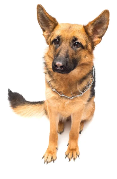 Felnőtt német juhász kutya — Stock Fotó