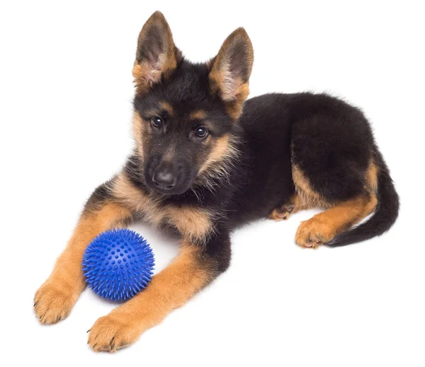 Cute German shepherd puppy — Stock Photo, Image