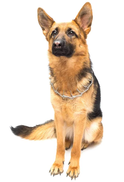 Erwachsener Schäferhund — Stockfoto