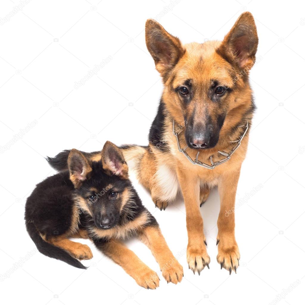 Adult german shepherd dog and puppy 