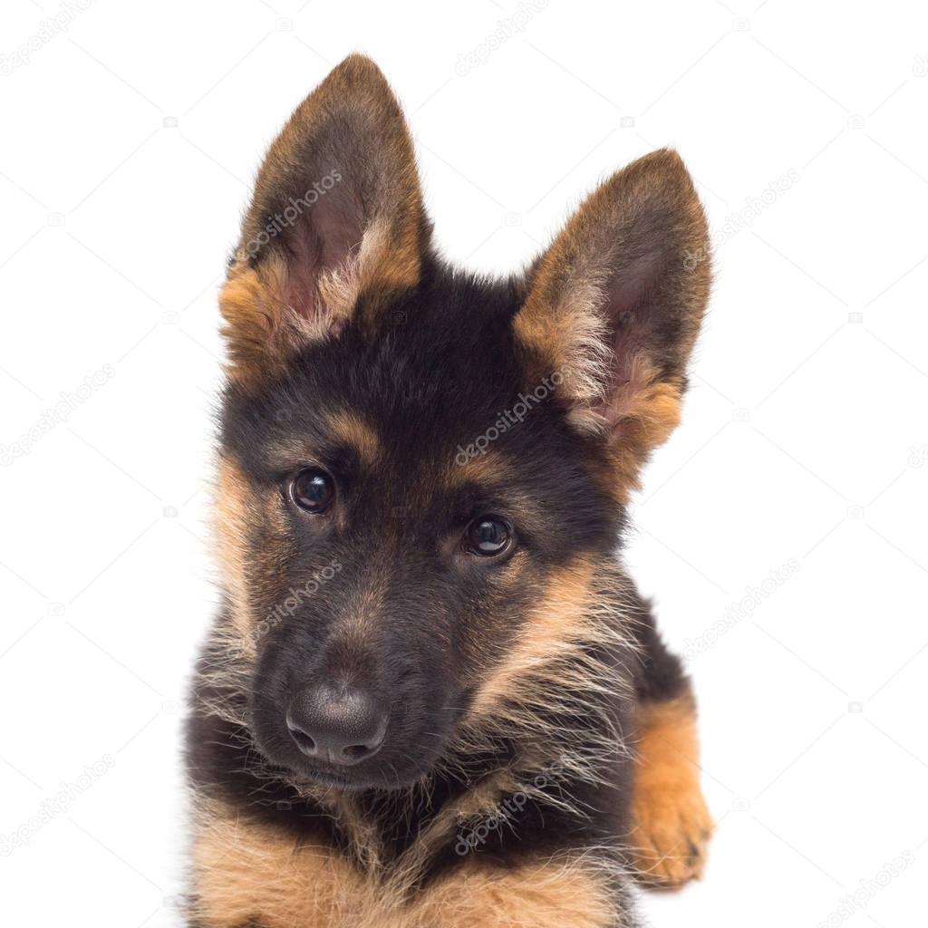 cute German shepherd puppy 