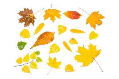 Sarı ve kırmızı sonbahar koleksiyonu huş ağacı, akçaağaç, rowan ve beyaz arka plan üzerinde izole kartopu bırakır. Düz yatıyordu, en iyi görünümü