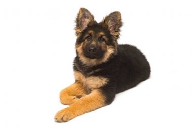 Güzel bir yavru Alman kurdu, beyaz bir arka plan üzerinde izole olduğunu. Kahverengi ve siyah renk close-up tüylü köpek