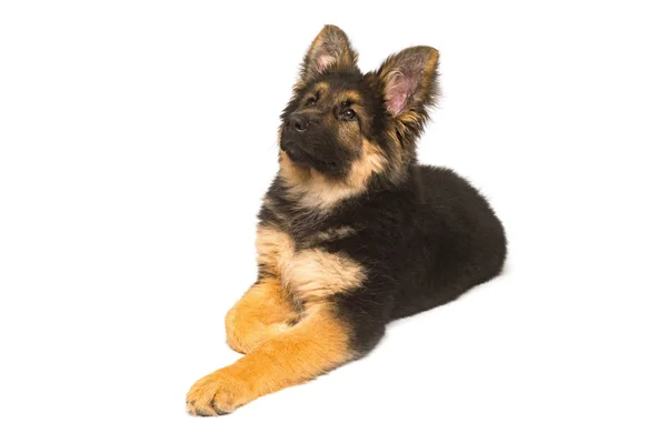 Beautiful Puppy German Shepherd Isolated White Background Fluffy Dog Close — Stock Photo, Image