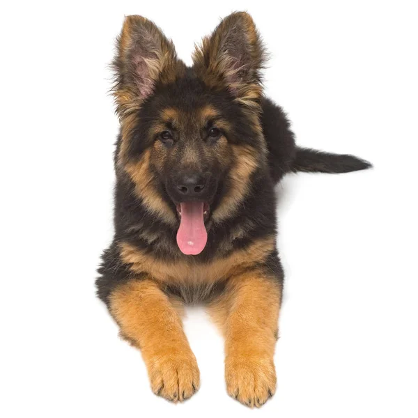 Beautiful Puppy German Shepherd Isolated White Background Fluffy Dog Close — Stock Photo, Image